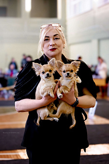 Щенок чихуахуа предлагается