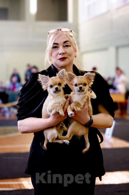 Собаки в Рязани: Щенок чихуахуа предлагается Мальчик, 80 000 руб. - фото 1