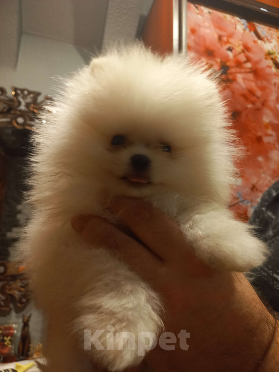 Собаки в Екатеринбурге: шпицемишка мини Мальчик, Бесплатно - фото 7