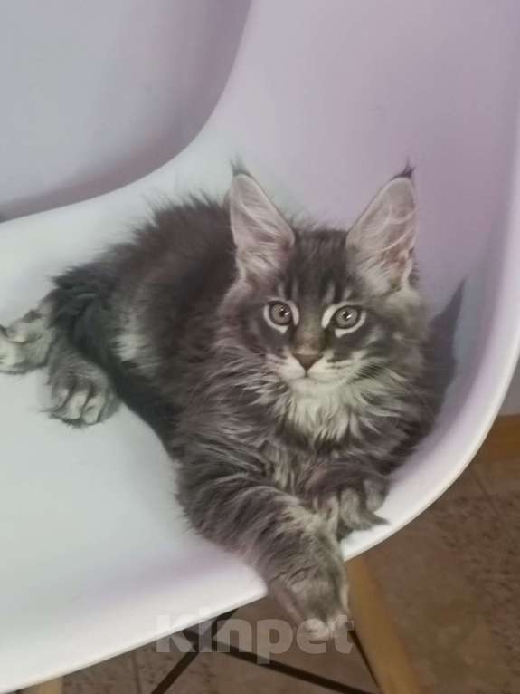 Кошки в Одинцово: Котёнок мейнкун Мальчик, 40 000 руб. - фото 4