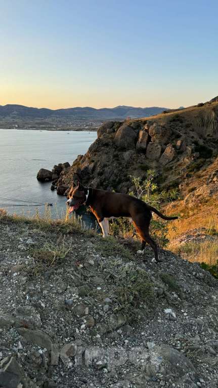 Собаки в Балашихе: Американский стаффордширский терьер Мальчик, Бесплатно - фото 7