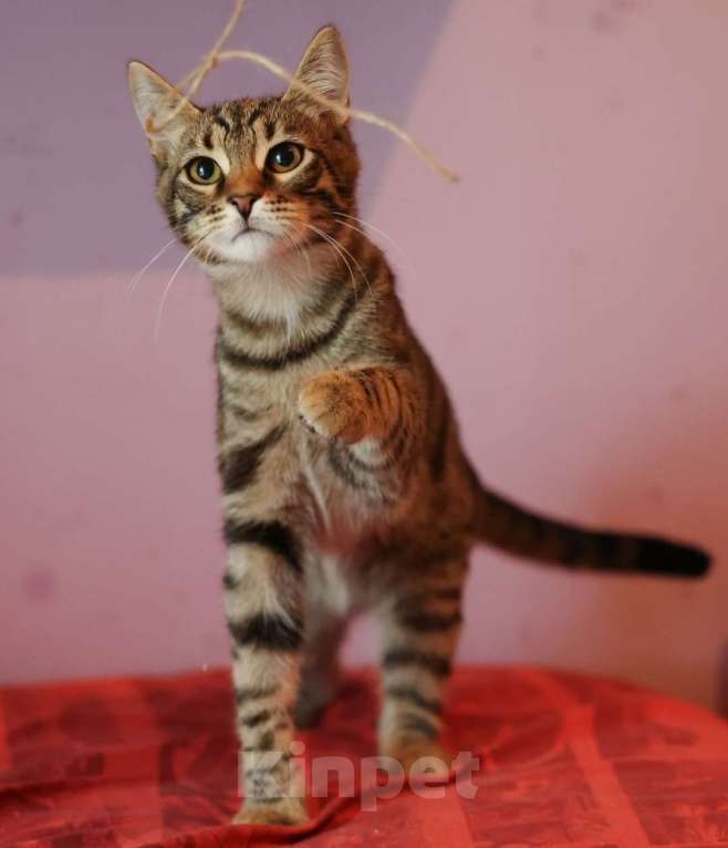 Кошки в Москве: Очень красивые котята (5 мес.) в добрые руки Девочка, Бесплатно - фото 2