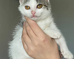 Кошки в Краснодаре: Котенок в добрые руки Девочка, Бесплатно - фото 1