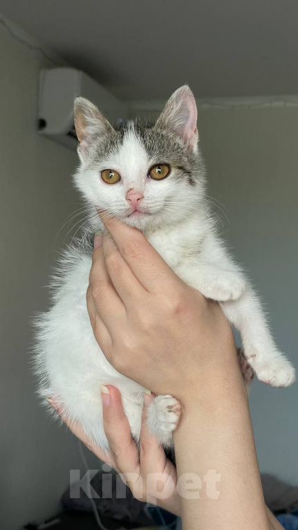 Кошки в Краснодаре: Котенок в добрые руки Девочка, Бесплатно - фото 1