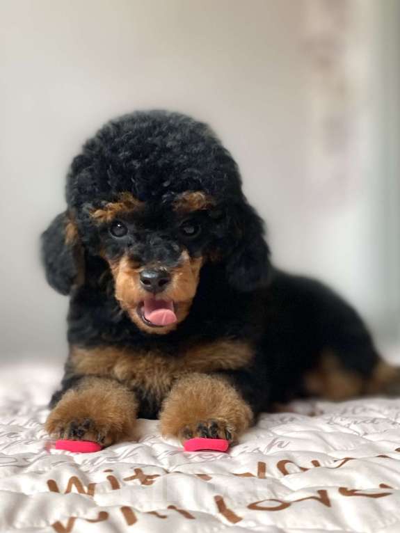 Собаки в Москве: Той пудель девочка Девочка, Бесплатно - фото 1