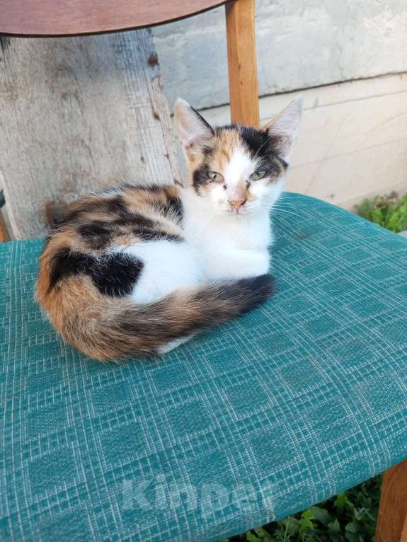 Кошки в других городах Крыма: Кошечка Девочка, Бесплатно - фото 1