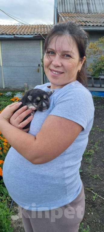 Собаки в других городах Свердловской области: Щенок Мальчик, Бесплатно - фото 1