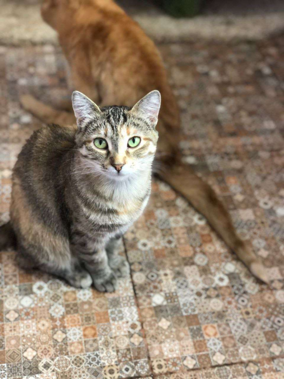 Кошки в Дмитрове: Подростковая кошечка Веста. Девочка, Бесплатно - фото 1