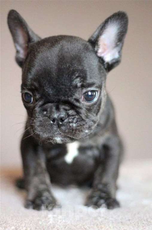 Собаки в Перми: Щенок французского бульдога Мальчик, 40 000 руб. - фото 4
