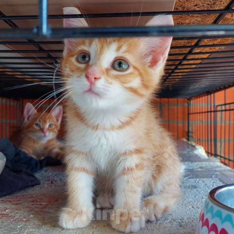 Кошки в Москве: Маленький Персик ищет маму Мальчик, Бесплатно - фото 3