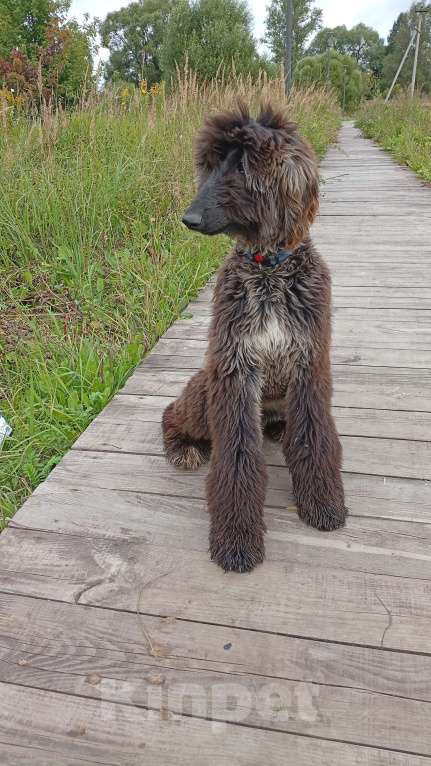 Собаки в Москве: Ищет ответственных владельцев Девочка, 100 000 руб. - фото 3