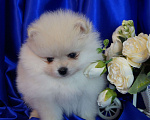 Собаки в Москве: Мальчик померанского шпица Мальчик, 30 000 руб. - фото 5