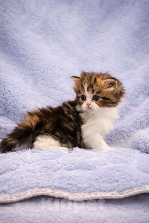 Кошки в Москве: Хайленд страйт девочка Девочка, 50 000 руб. - фото 2