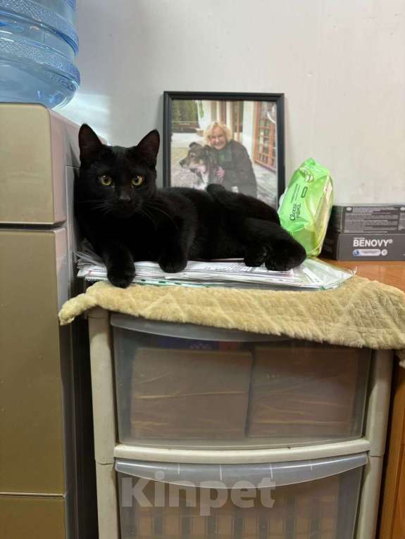 Кошки в Москве: Красивый котик ищет свою семью  Мальчик, Бесплатно - фото 2