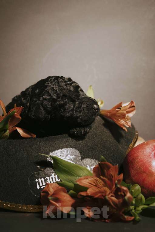 Собаки в Москве: EMY DRYOMA Испанская водяная собака Девочка, 170 000 руб. - фото 5