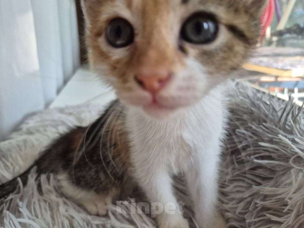 Кошки в Саратове: Котёнок Девочка, Бесплатно - фото 4