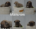Собаки в Сергиеве Посаде: Щенок Французского бульдога Мальчик, 70 000 руб. - фото 1