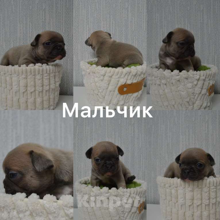 Собаки в Сергиеве Посаде: Щенок Французского бульдога Мальчик, 70 000 руб. - фото 1