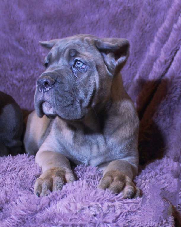 Собаки в Череповце: Мальчик  форментино и две девочки Мальчик, 70 000 руб. - фото 5