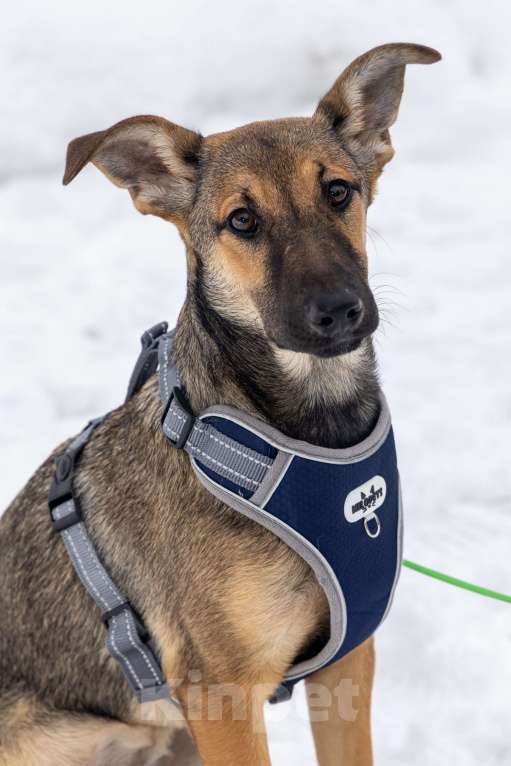 Собаки в Москве: Отдам щенка в добрые руки Девочка, Бесплатно - фото 3