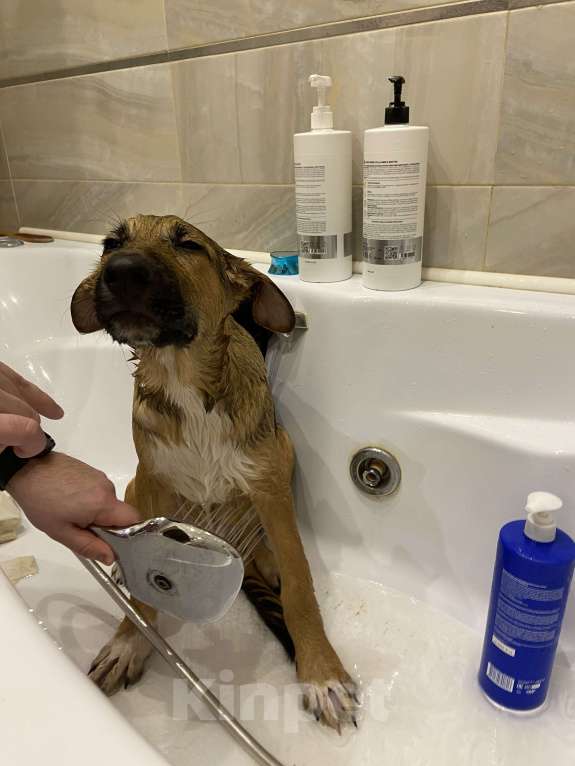 Собаки в Одинцово: Срочно ищет лучшего друга  Мальчик, Бесплатно - фото 2