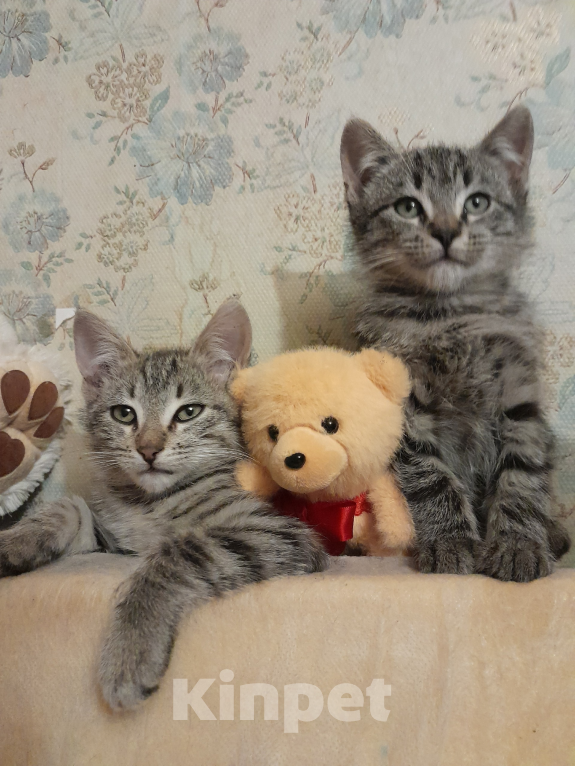 Кошки в других городах Ленинградской области: Бэм и Симба ищут дом Мальчик, Бесплатно - фото 6