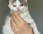 Кошки в Краснодаре: Котенок в добрые руки Девочка, Бесплатно - фото 7