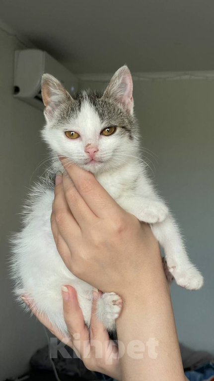 Кошки в Краснодаре: Котенок в добрые руки Девочка, Бесплатно - фото 7