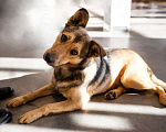 Собаки в Подольске: Ласковая собачка Нита в поисках хозяина Девочка, Бесплатно - фото 3