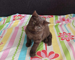 Кошки в Вязьме: Котик Шотландский тёмный шоколад, 15 000 руб. - фото 4