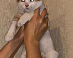 Кошки в Москве: Бориска - котенок в добрые руки Мальчик, Бесплатно - фото 3