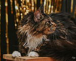 Кошки в Екатеринбурге: Котёнок Мейн-кун Девочка, 12 000 руб. - фото 5