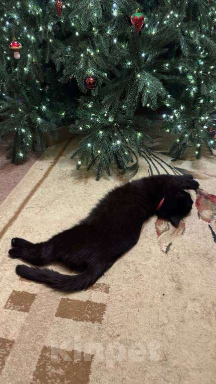 Кошки в Батайске: Пропал котик Мальчик, Бесплатно - фото 5