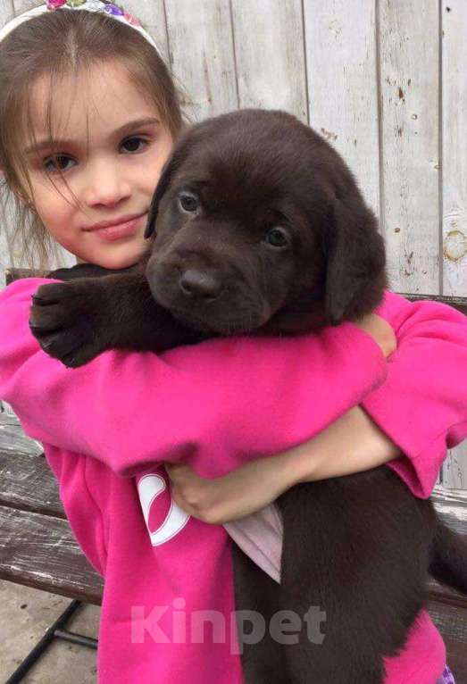 Собаки в Москве: Шоколадный медвежонок  Мальчик, 80 000 руб. - фото 2