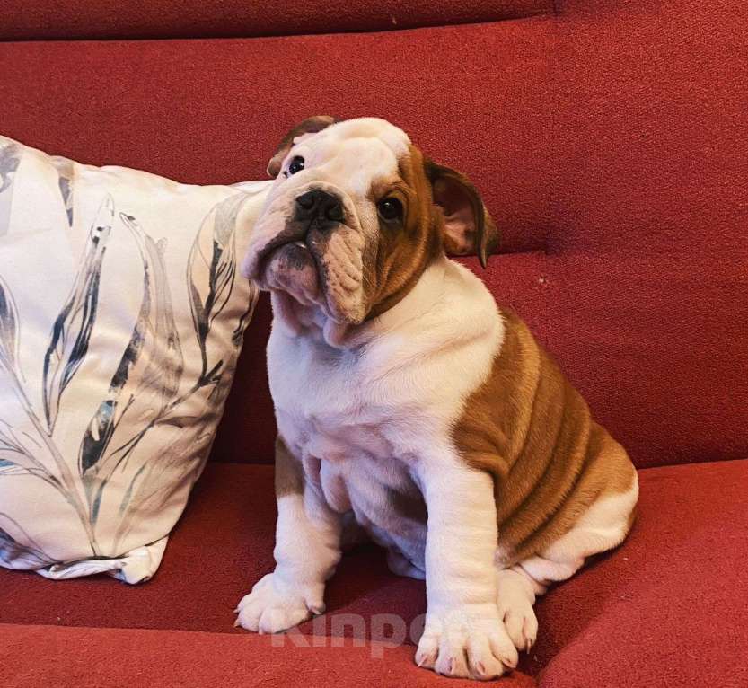 Собаки в Москве: Английский бульдог мальчик Мальчик, Бесплатно - фото 4