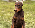 Собаки в Белгороде: щенок добермана Мальчик, 80 000 руб. - фото 1