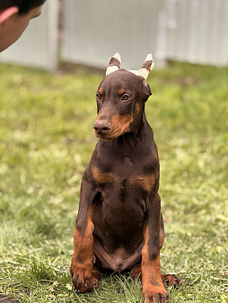 щенок добермана