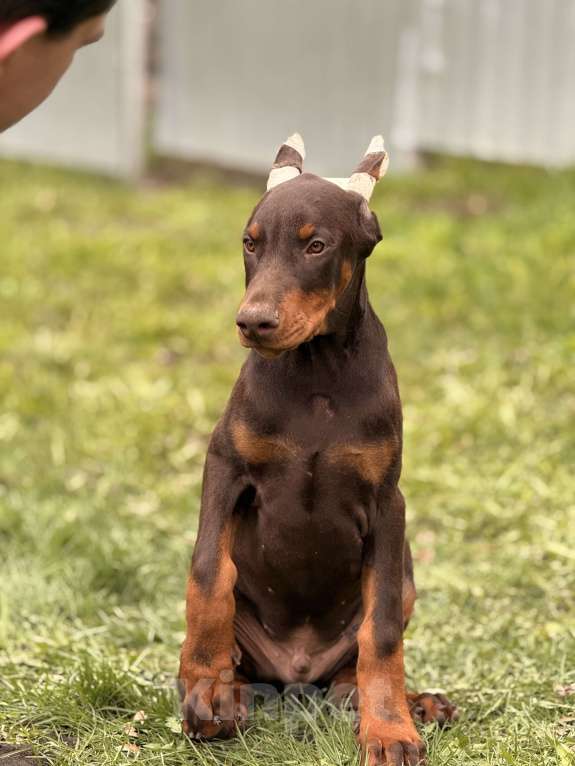 Собаки в Белгороде: щенок добермана Мальчик, 80 000 руб. - фото 1