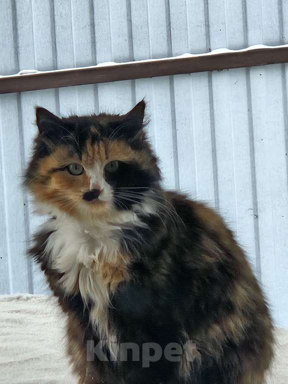 Кошки в Самаре: Пеструшка ищет свой дом Девочка, Бесплатно - фото 2