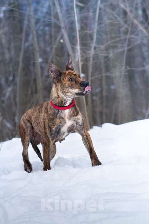 Собаки в Москве: Алано эспаньол Найта в добрые руки Девочка, Бесплатно - фото 9