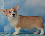 Собаки в Ногинске: Вельш корги пемброк Девочка, 35 000 руб. - фото 4