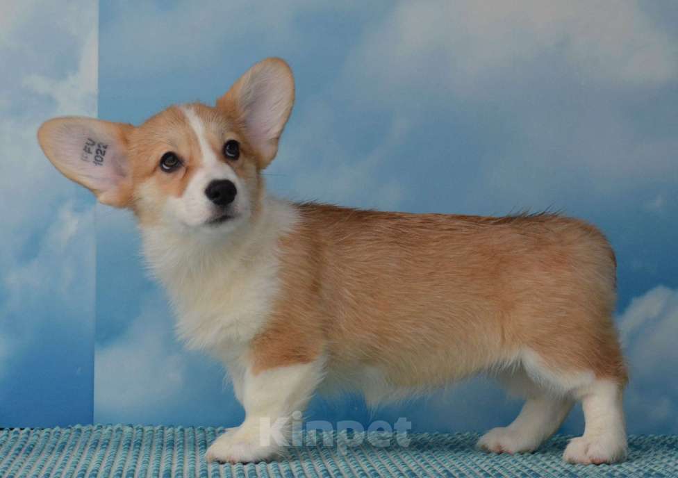 Собаки в Ногинске: Вельш корги пемброк Девочка, 35 000 руб. - фото 4