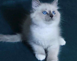 Кошки в Москве: Невские маскарадные котята для Вас! 💖 Смотрите какие у нас котята!😍  Мальчик, 50 000 руб. - фото 4
