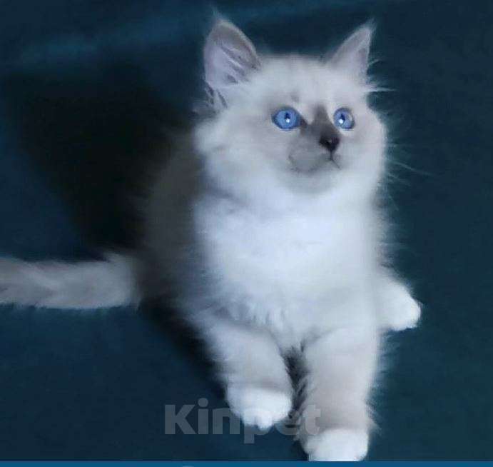 Кошки в Москве: Сибирские невские маскарадные котята для Вас! 💖 Смотрите какие у нас котята!😍  Мальчик, 50 000 руб. - фото 4