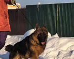 Собаки в Зарайске: Продам щенка немецкой овчарки д ш. Девочки Девочка, 70 000 руб. - фото 5