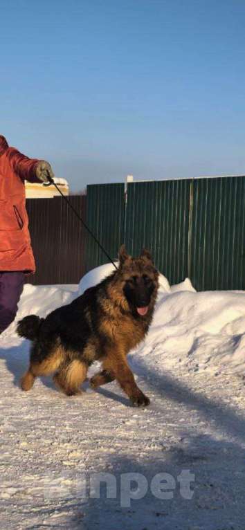 Собаки в Зарайске: Продам щенка немецкой овчарки д ш. Девочки Девочка, 70 000 руб. - фото 5