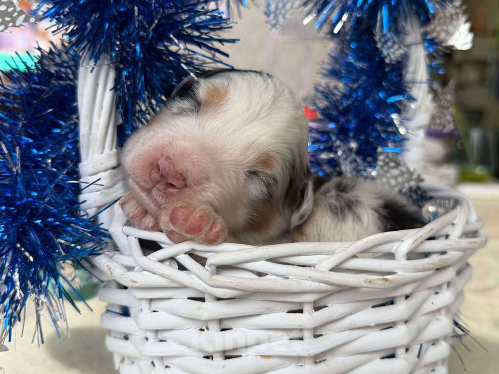 Собаки в других городах Московской области: Веснушка, мальчик голубой мрамор Мальчик, 120 000 руб. - фото 6