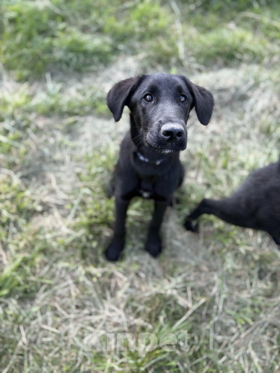 Собаки в других городах Краснодарского края: Уникальный щенок «ризеновчарик» мальчик Вудди Мальчик, 1 000 руб. - фото 10