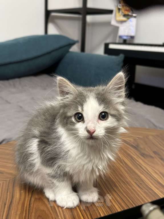 Кошки в Москве: Горный котенок в добрые руки Мальчик, 100 руб. - фото 3