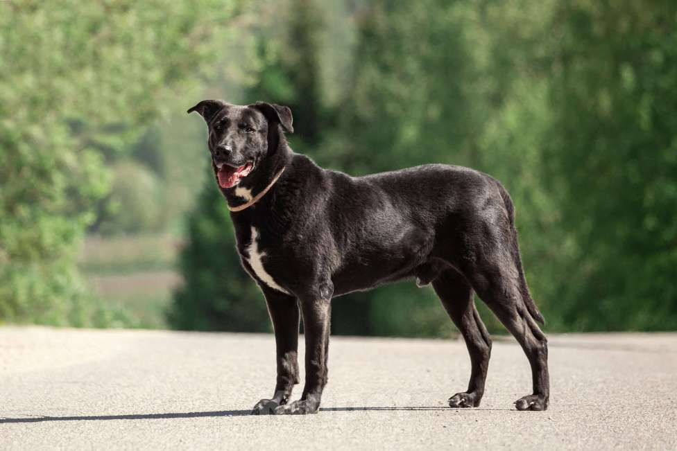 Собаки в Москве: Интеллектуальный и сильный Лавр. Он же Лавров, он же Лавруша. Мальчик, Бесплатно - фото 2